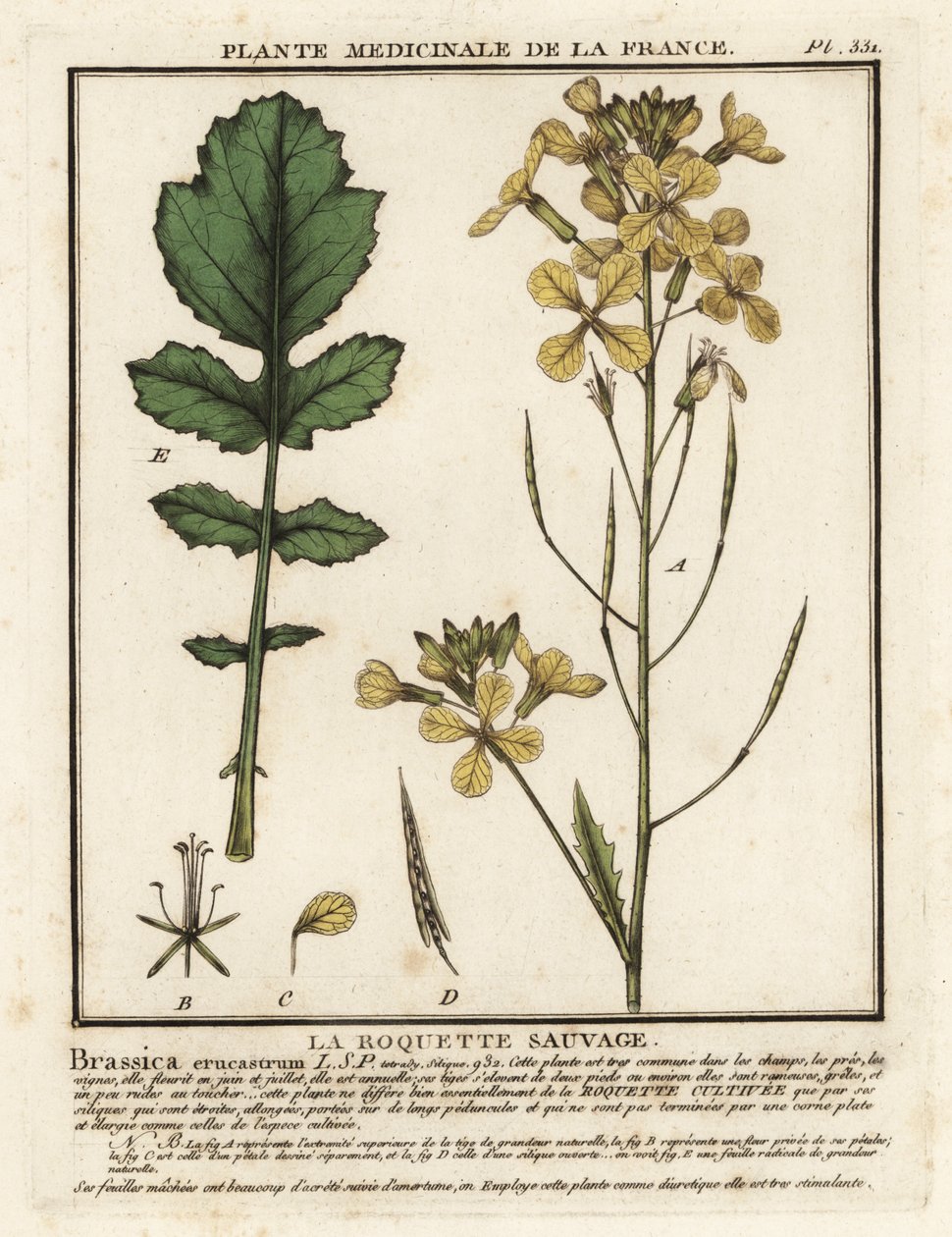 Vattenkrassebladig raket, Erucastrum nasturtiifolium. av Unbekannter Künstler