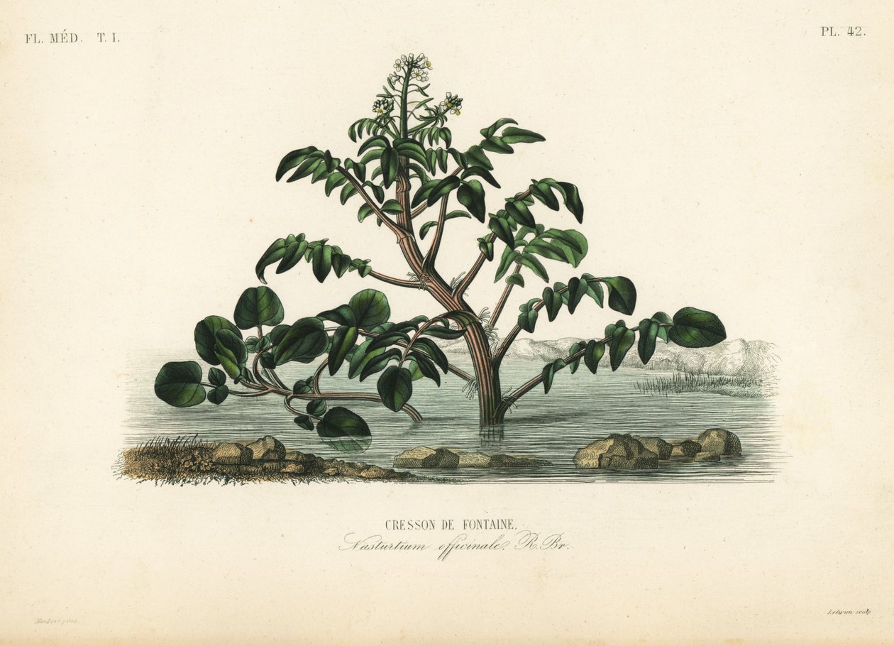 Vattenkrasse eller gulkrasse, Nasturtium officinale, Cresson de fontaine av Unbekannt