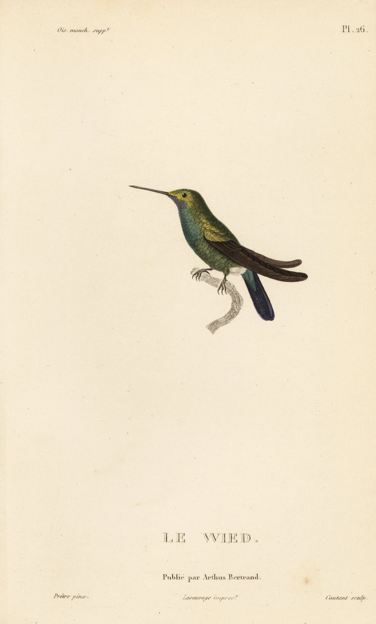 Wieds eller Neuwieds kolibri, Trochilus cyanogenys eller Ornismya wiedii. Handkolorerad stålgravyr av Coutant efter en illustration av Jean-Gabriel Pretre från Rene Primevere Lessons Natural History of the Colibri Genus of Hummingbirds. av Unbekannter Künstler