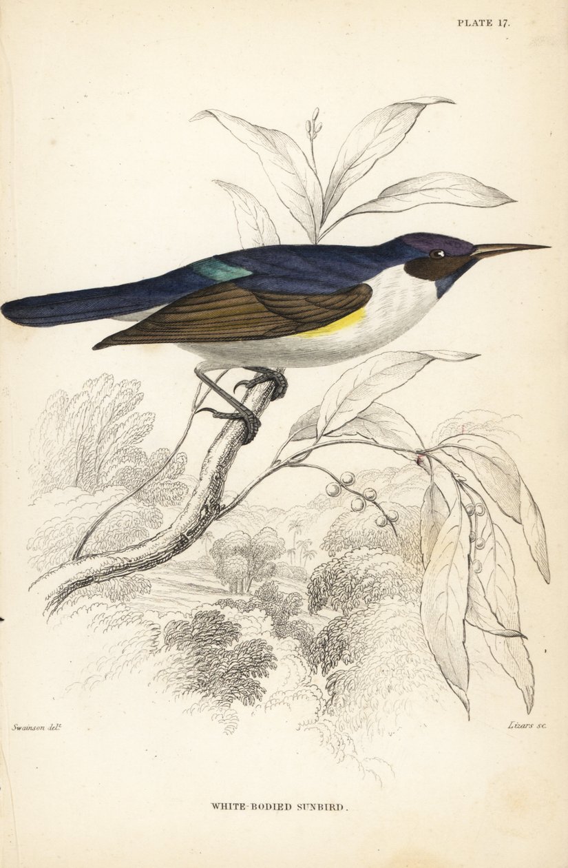 Västlig purpurryggad solstjärt, Anthreptes longuemarei (vitkroppad solstjärt, Anthreptes leucosoma). Handkolorerat stålstick av William Lizars efter William Swainson från Sir William Jardine