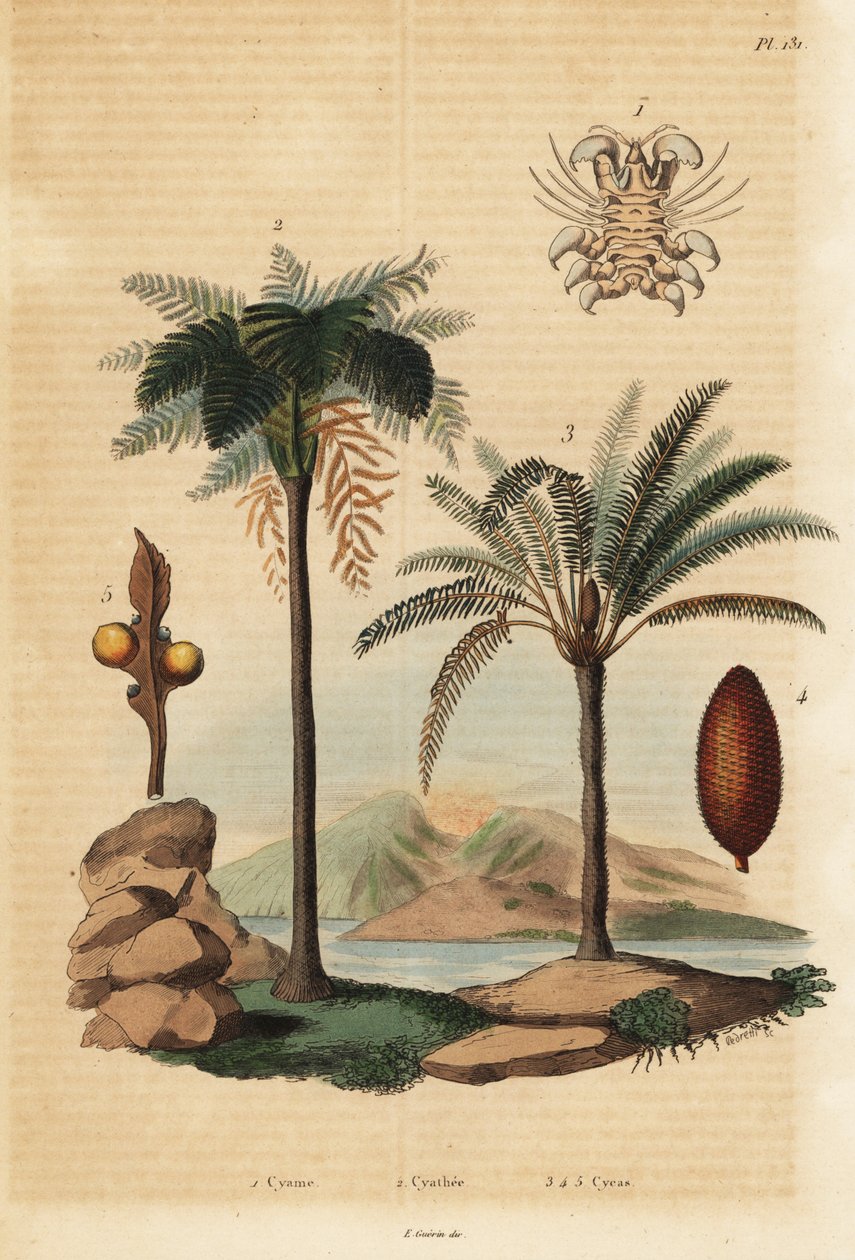 Vallus, Cyamus ovalis 1, västindisk trädfern, Cyathea arborea 2 och japansk sagopalm, Cycas revoluta 3-5 av Unbekannt