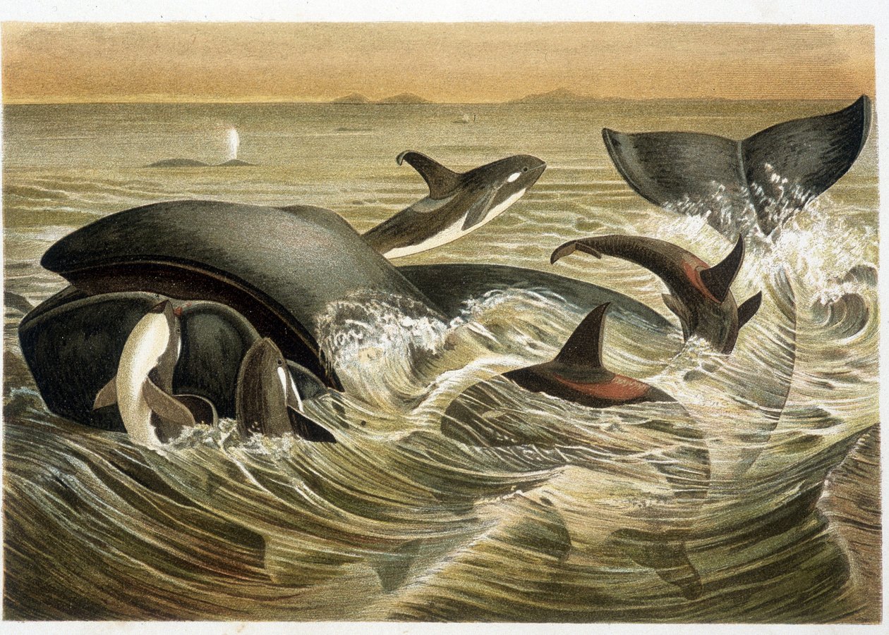 Valar och orcher, illustrerade i färg av W. Kuhnert i "" Vita degli Animali"" av A. E. Brehm, upplagan 1893. av Unbekannt