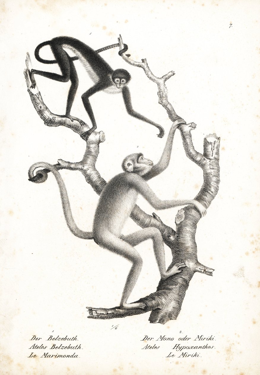Vitbukig spindelapa, Ateles belzebuth (utrotningshotad), och nordlig muriqui, Brachyteles hypoxanthus (Ateles hypoxanthus), akut utrotningshotad. Litografi av Karl Joseph Brodtmann från Heinrich Rudolf Schinz Illustrated Natural History of Animals, av Unbekannter Künstler