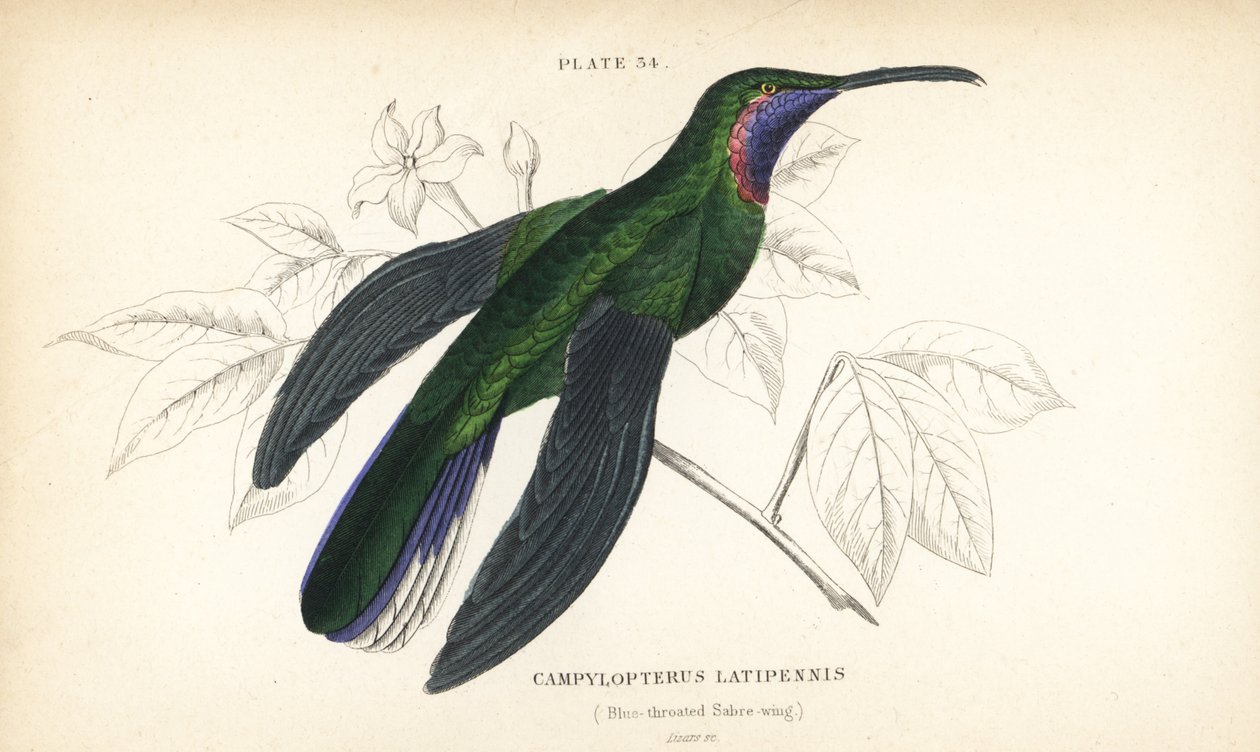 Vitstjärtad sabelfluga, Campylopterus ensipennis (blåstrupig sabelfluga, Trochilus latipennis). Handkolorerad stålgravyr av William Lizars från Sir William Jardine