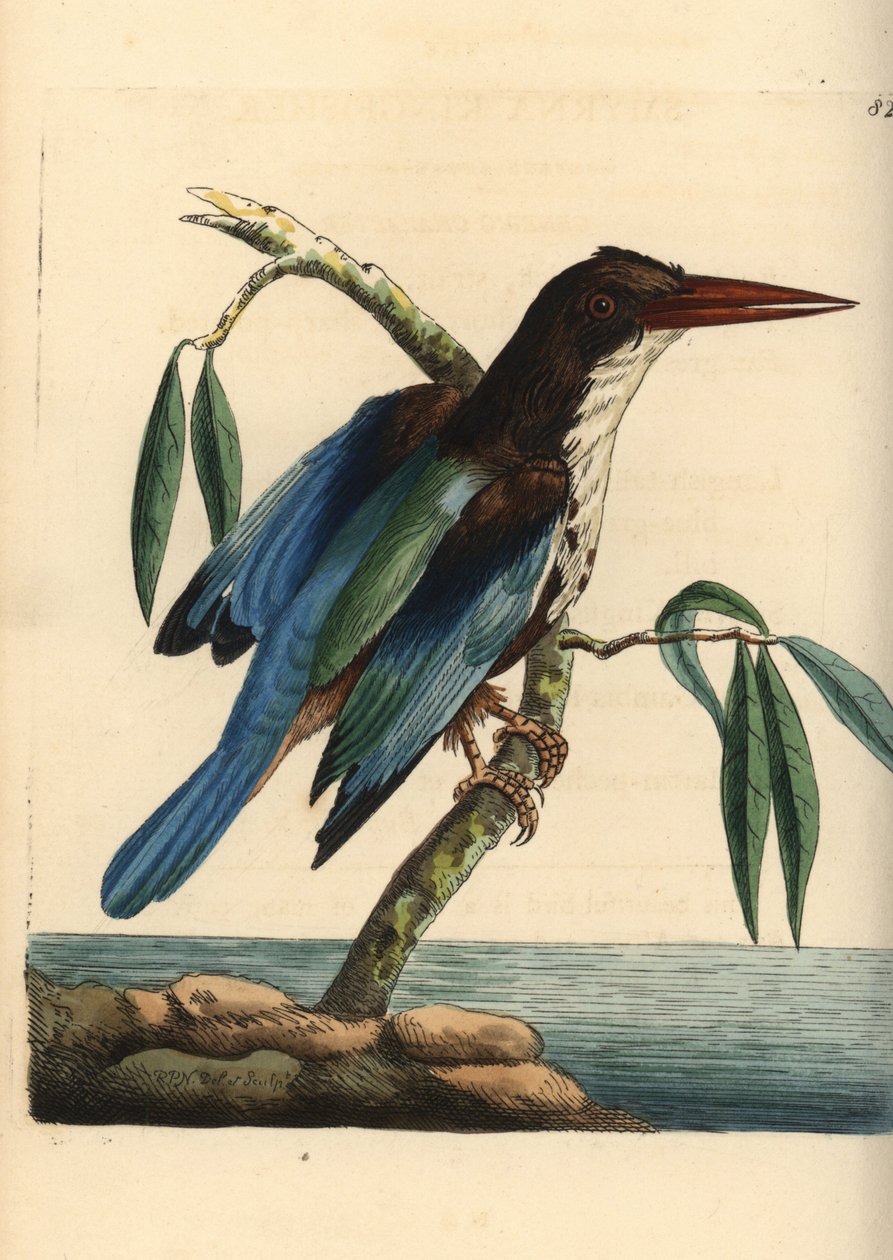 Vitstrupig kungsfiskare, Halcyon smyrnensis (Smyrna kungsfiskare, Alcedo smyrnensis). Illustration ritad och graverad av Richard Polydore Nodder. Handkolorerat kopparstick från George Shaw och Frederick Nodders The Naturalist