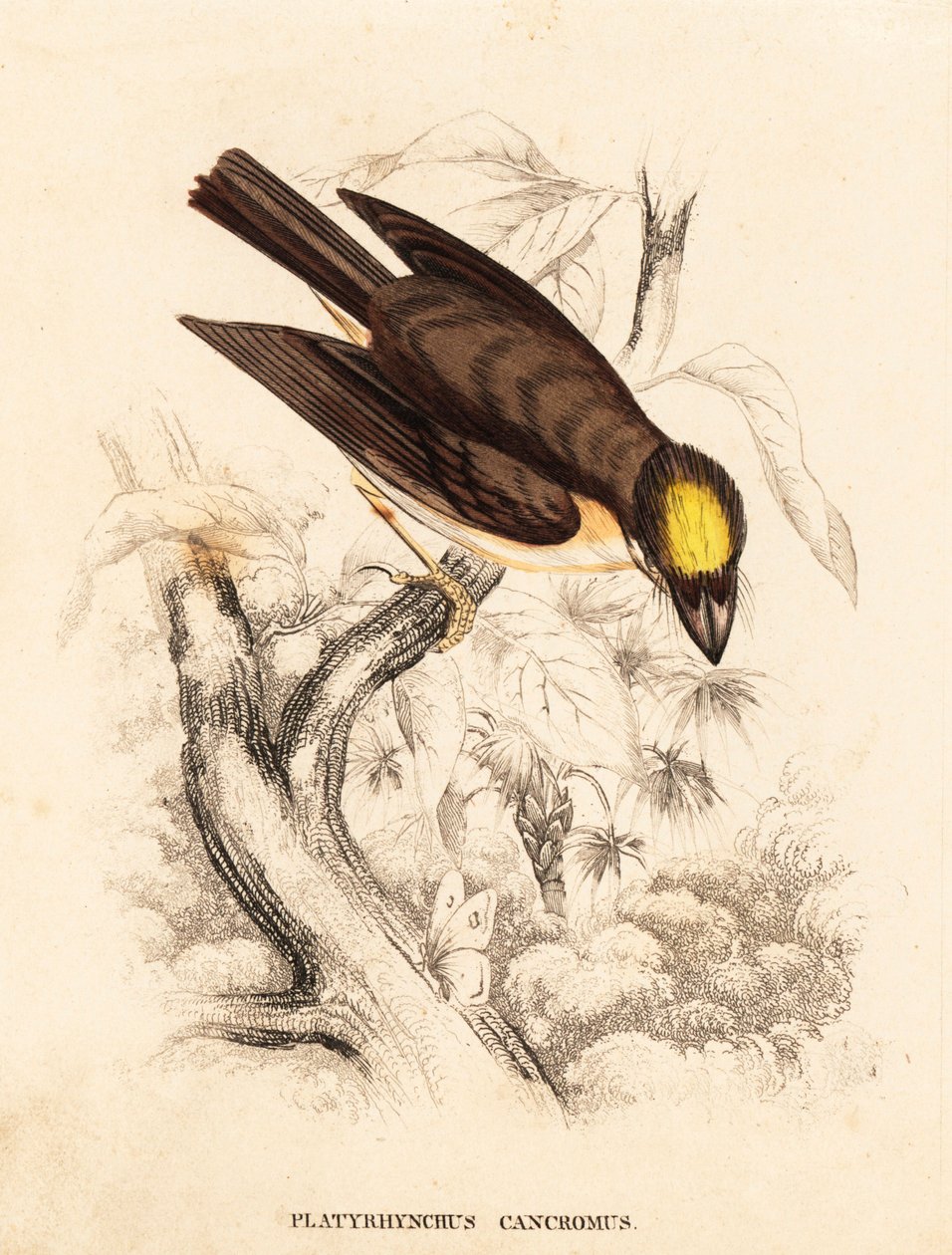 Vitstrupig spadnäbb, Platyrinchus mystaceus (gulhuvad flatnäbb, Platyrhynchus cancromus). Handkolorerad stålgravyr från Georg Friedrich Treitschkes naturhistoriska galleri, Naturhistorischer Bildersaal des Thierreiches, Liepzig av Unbekannter Künstler