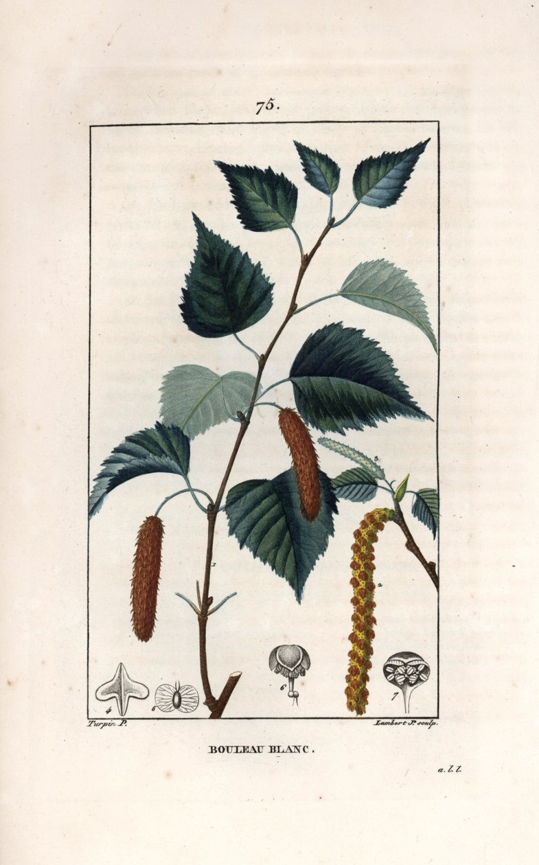 Vitbjörk eller vårtbjörk - Gravyr av Lambert fils, efter en teckning av Pierre Jean Francois Turpin (1775-1840), från La flore medicale, de Chaumeton, Poiret et Chamberet, Paris 1830 - Silverbjörk, Betula pendula, med blad, kottekatt och frö - Eng av Unbekannter Künstler