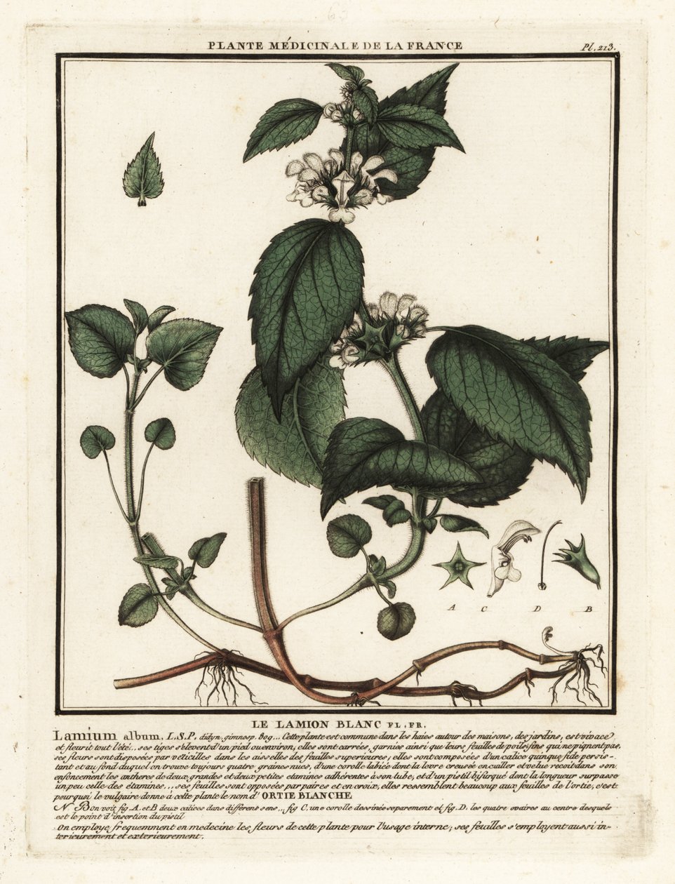 Vit nässla, Lamium album. av Unbekannter Künstler