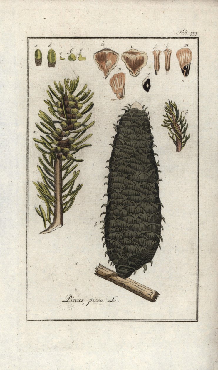 Vit eller pektin eller Vosgesgran (Abies alba). Litografi från "Afbeelding der Artseny-Gewassen" av Johannes Zorn (1739-1799), Nederländerna av Unbekannter Künstler