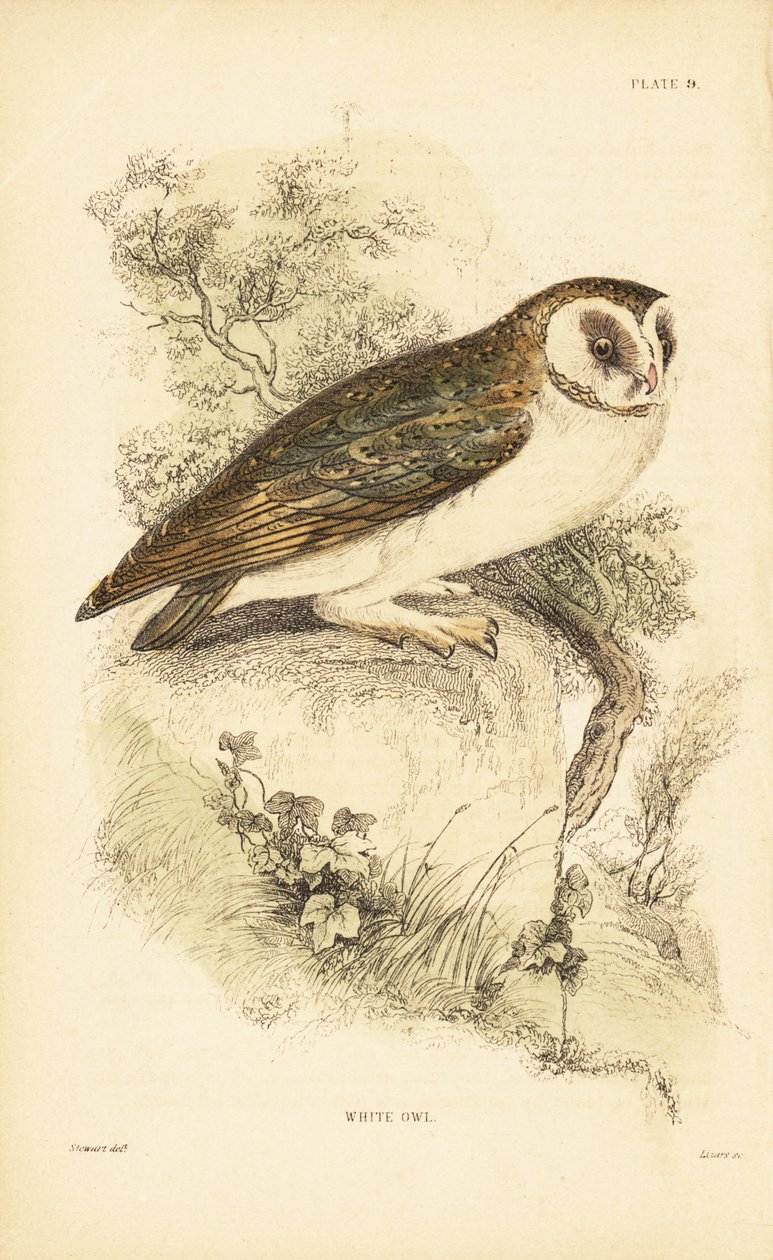 Vituggla eller kattuggla, Tyto alba, uppflugen på en sten. 1889 (gravyr) av Unbekannter Künstler
