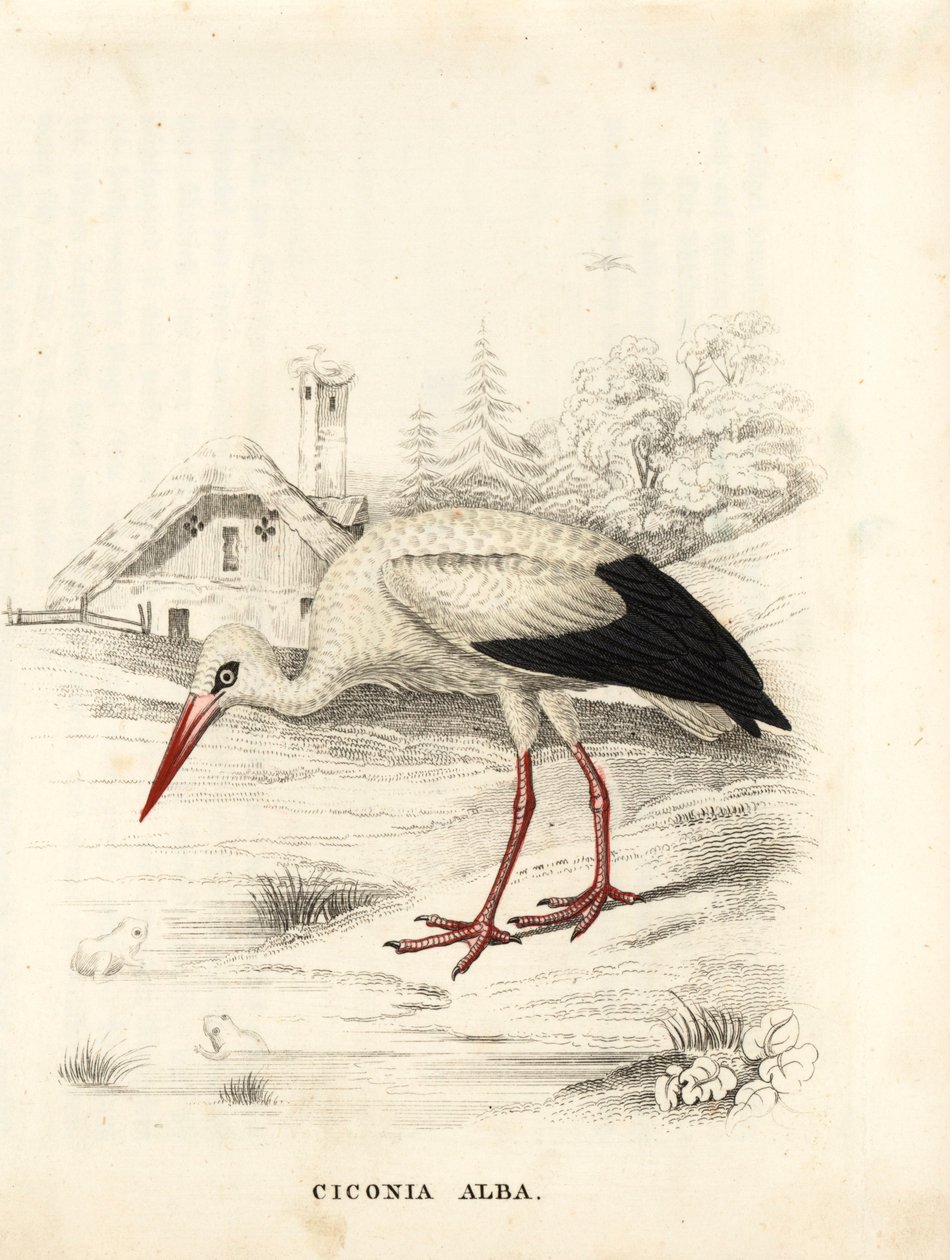Vit stork, Ciconia ciconia (Ciconia alba). Handkolorerad stålgravyr från Georg Friedrich Treitschkes naturhistoriska galleri, Naturhistorischer Bildersaal des Thierreiches, Liepzig av Unbekannter Künstler