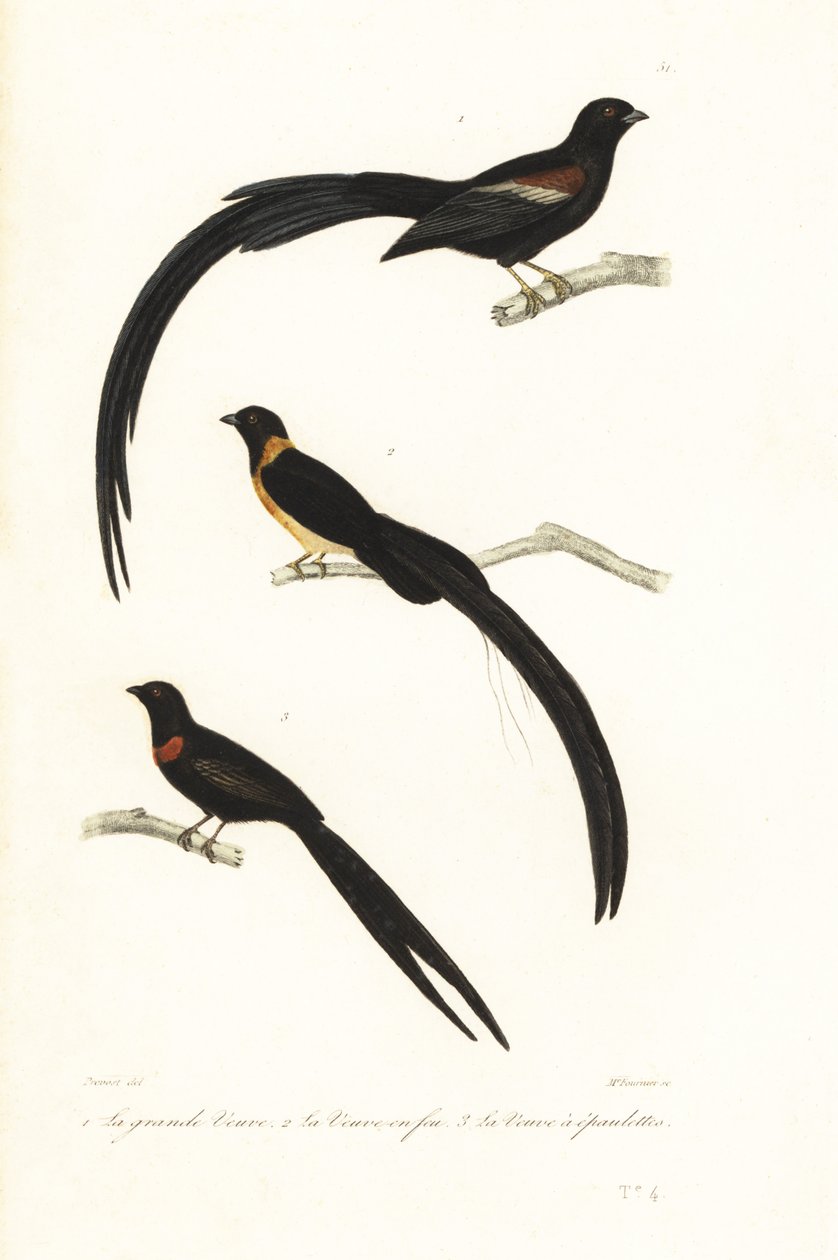 Whydah fåglar och widowbird. av Unbekannter Künstler