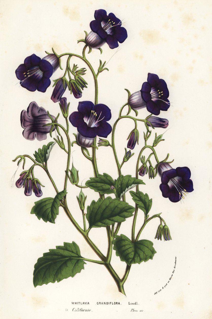 Vilda Canterburyklockor, Phacelia minor (Whitlavia grandiflora). Handkolorerad litografi från Louis van Houtte och Charles Lemaires Flowers of the Gardens and Hothouses of Europe, Flore des Serres et des Jardins de l