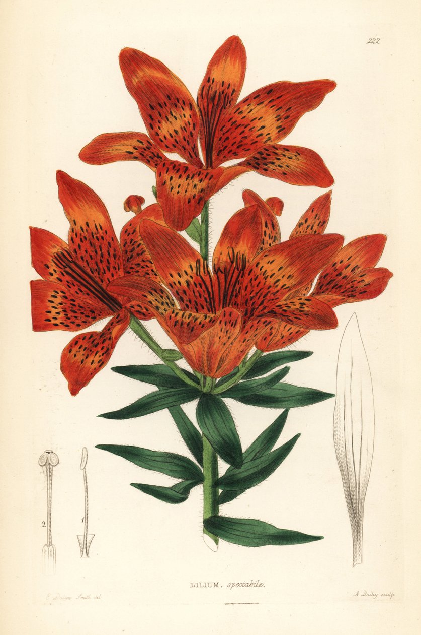Vild lilja - sibirisk lilja, Lilium pensylvanicum (praktfull sibirisk lilja, Lilium spectabile). Handkolorerat kopparstick av A. Bailey efter Edwin Dalton Smith från John Lindley och Robert Sweet