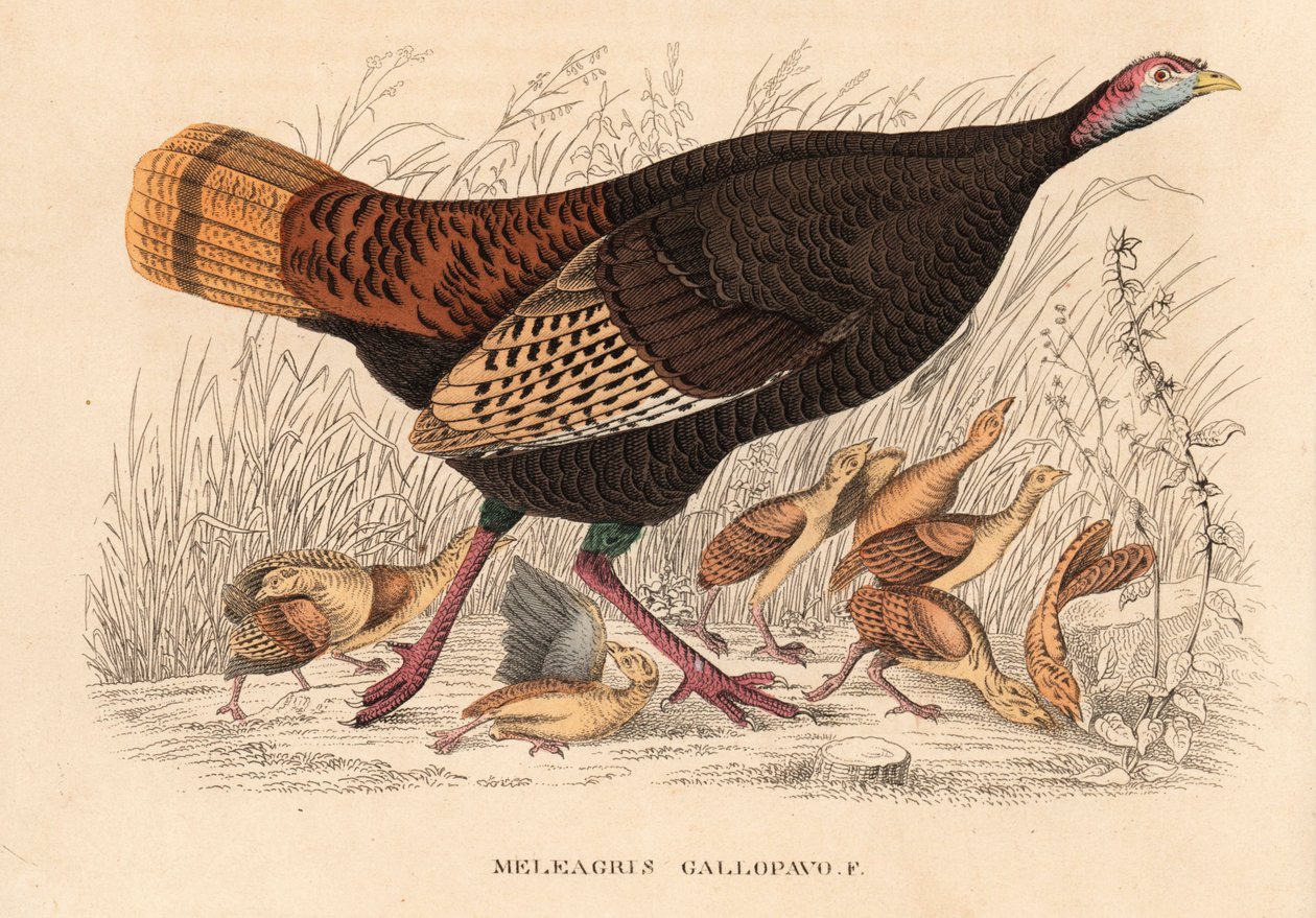 Vild kalkon, Meleagris gallopavo, höna med ungar. Handkolorerad litografi från Georg Friedrich Treitschkes naturhistoriska galleri, Naturhistorischer Bildersaal des Thierreiches, Liepzig av Unbekannter Künstler