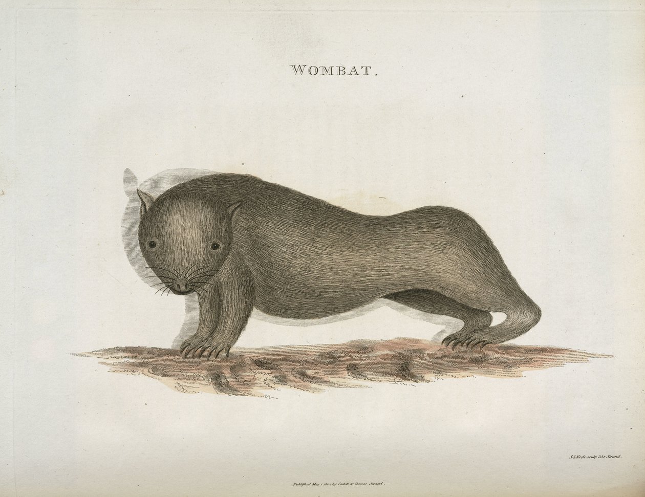 Wombat, Australien, ca 1798 av Unbekannt