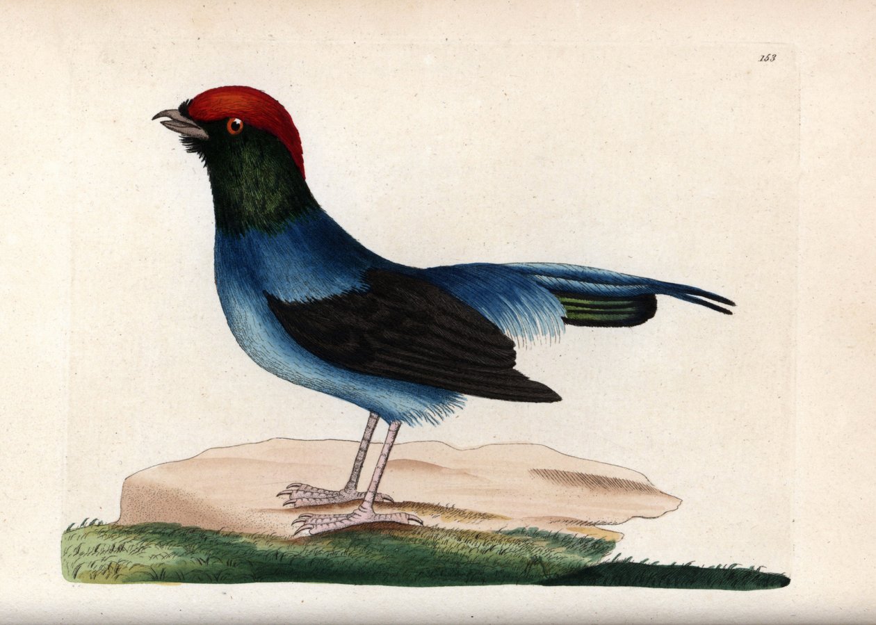 Underbar manakin (Chiroxiphia linearis). Osignerad illustration (George Shaw och Frederick nodder). Litografi i The Naturalist