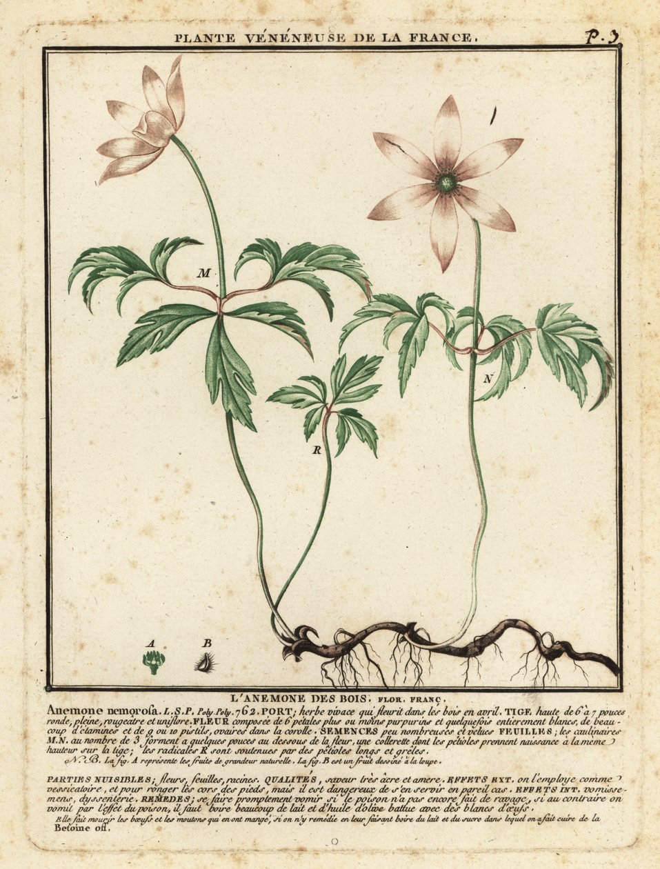 Skogsippor, Anemone nemorosa. av Unbekannter Künstler