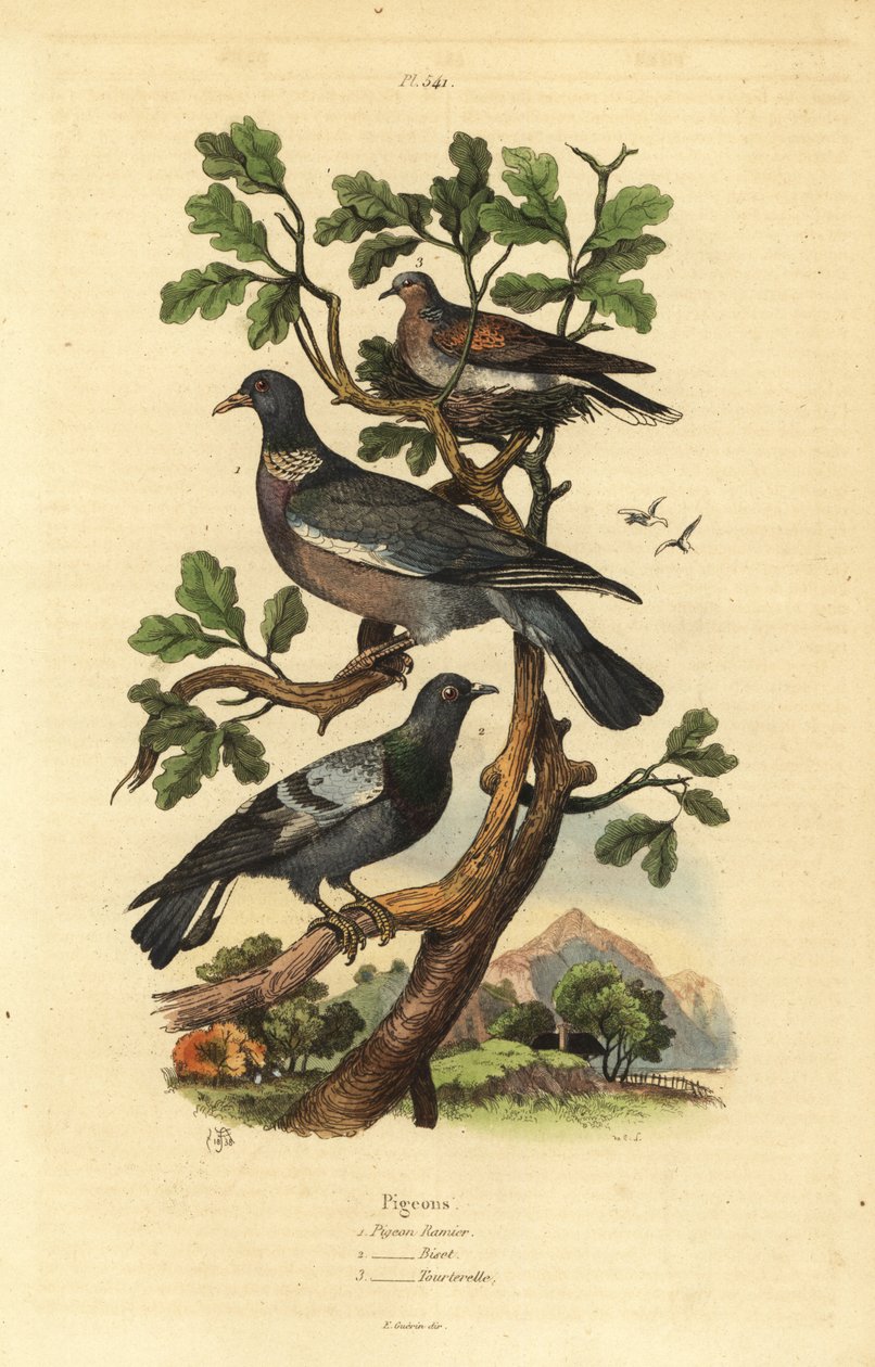 Skogsduva, Columba palumbus, vanlig duva, Columba livia och turturduva, Streptopelia risoria av Unbekannt