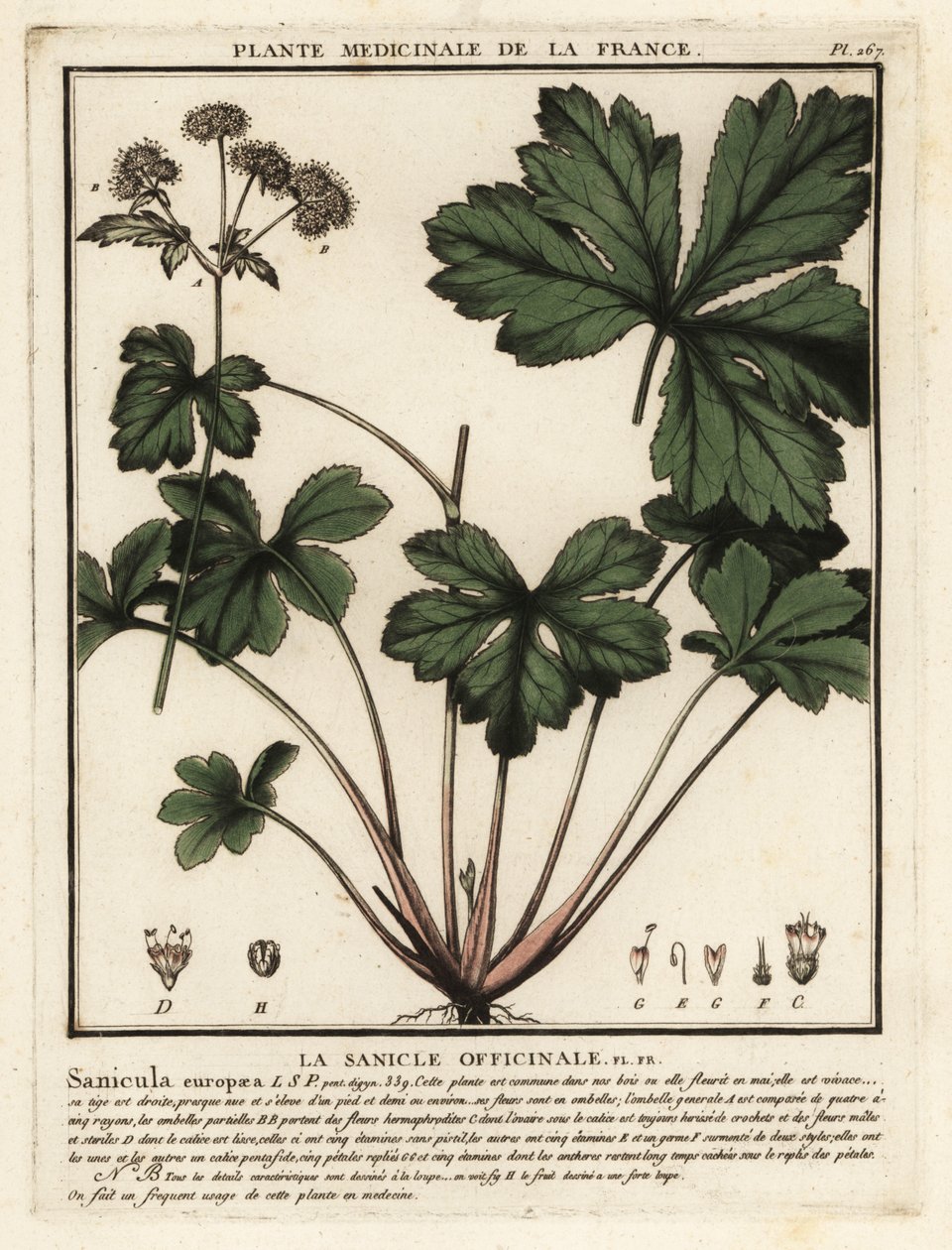 Träsanikel, Sanicula europaea. av Unbekannter Künstler