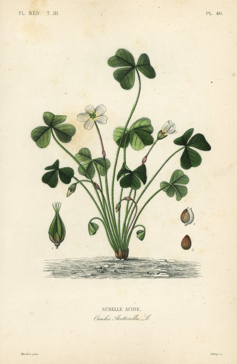 Vedsyra, Oxalis acetosella, Surellesyra av Unbekannt