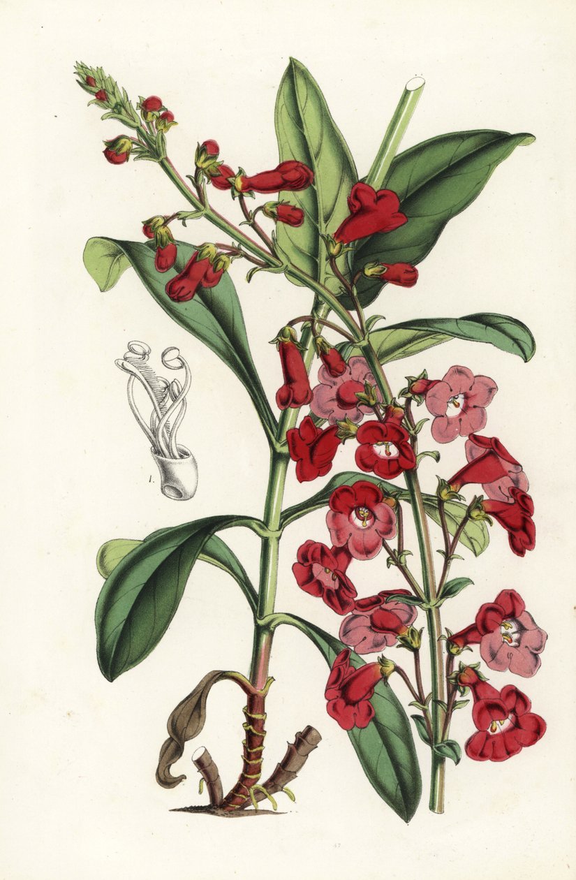 Wrights skäggtunga, Penstemon wrightii (Pentstemon wrightii). Handkolorerad litografi från Louis van Houtte och Charles Lemaires Flowers of the Gardens and Hothouses of Europe, Flore des Serres et des Jardins de l