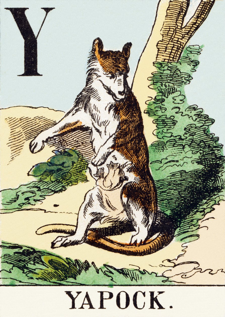 Y : Yapock - The Hunting Alphabet, c.1890 (gravyr) av Unbekannt