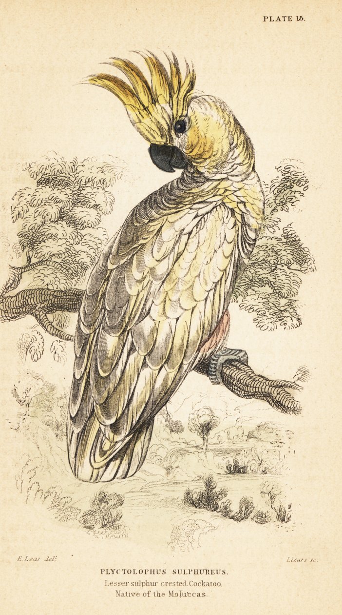 Gulkrönt kakadua, Cacatua sulphurea. Critical endangere1889 (gravyr) av Unbekannter Künstler