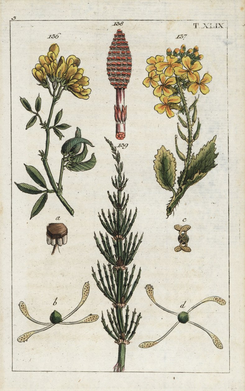 Gul alfalfa (alfalfa), Medicago falcata 136, vild rädisa (ravenelle), Raphanus raphnistrum 137, och åkerfräken (prele des champs), Equisetum arvense 138/139. Handkolorerat kopparstick av en botanisk illustration från G. T. Wilhelms "Unte av Unbekannter Künstler