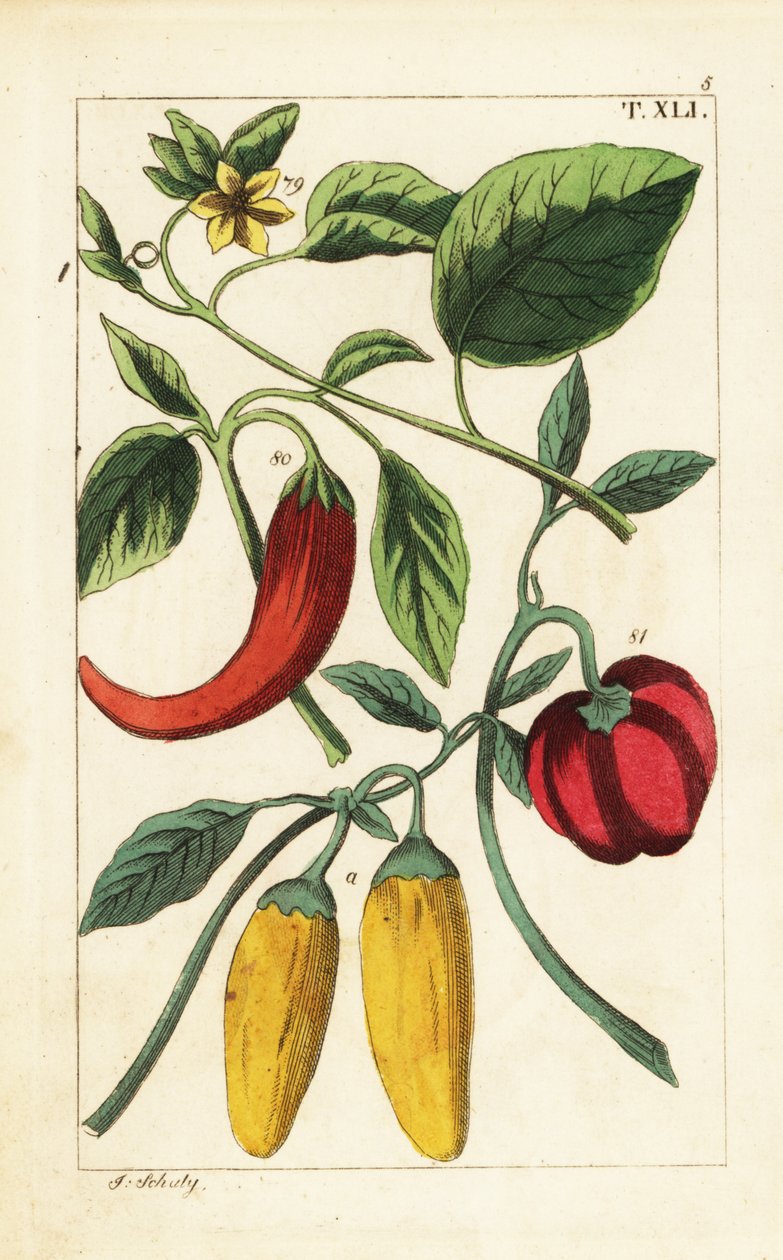 Gul och röd chilipeppar, Capsicum annuum. av Unbekannter Künstler