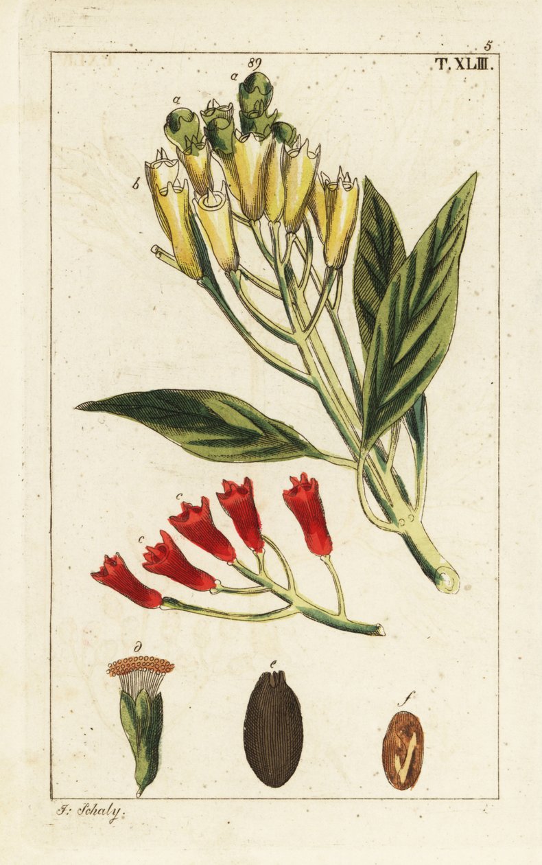 Gul och röd kryddnejlika, Syzygium aromaticum. av Unbekannter Künstler