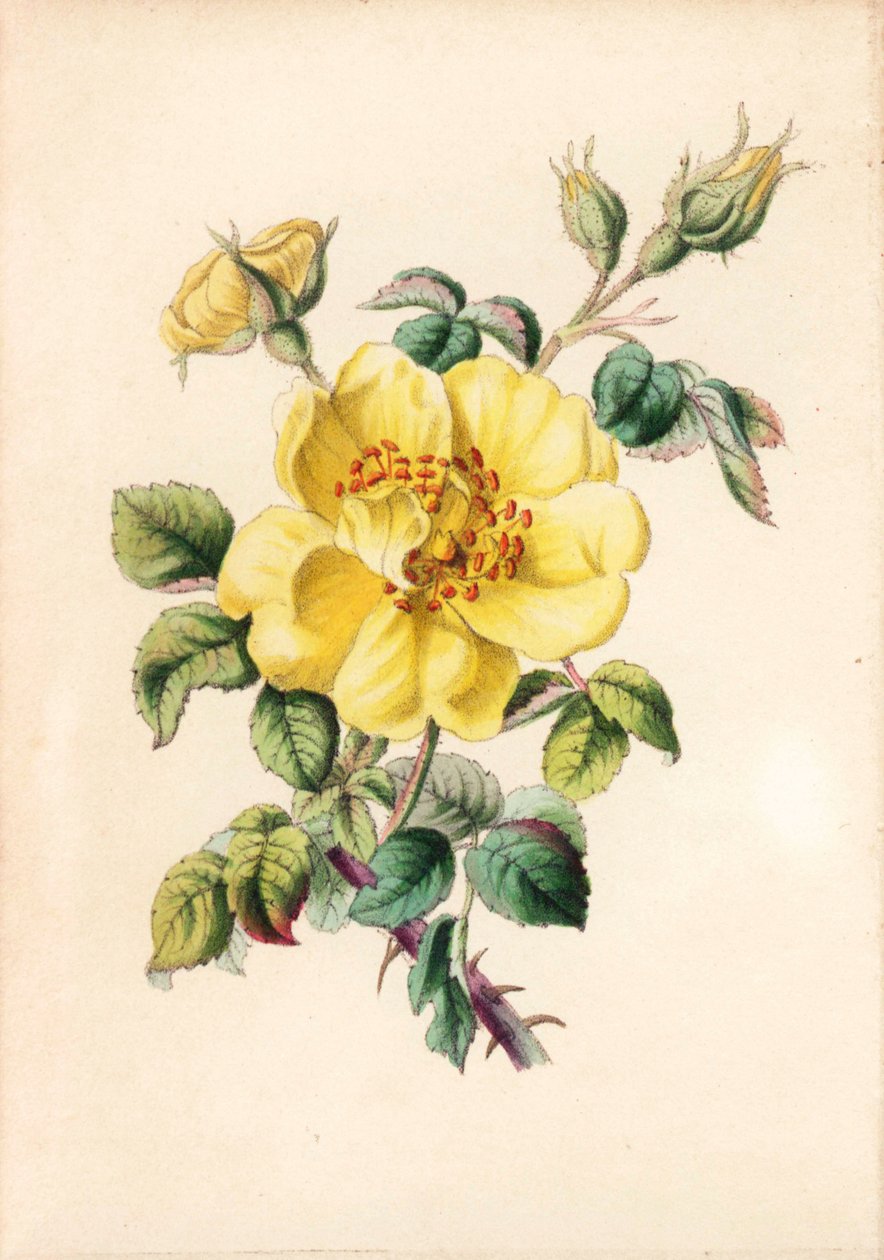 Gul bramblekros, Rosa lutea, från Robert Tyas "Queen of Flowers, or Memoirs of the Rose", London av Unbekannter Künstler