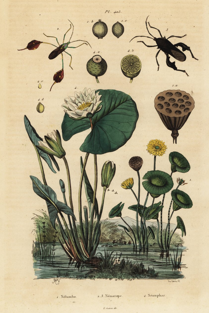 Gul lotus, Nelumbo lutea 1, bladfotade insekter, Anisoscelis foliaceus 2 och Anoplocnemis curvipes 3 och vit näckros, Nymphaea alba 4 av Unbekannt