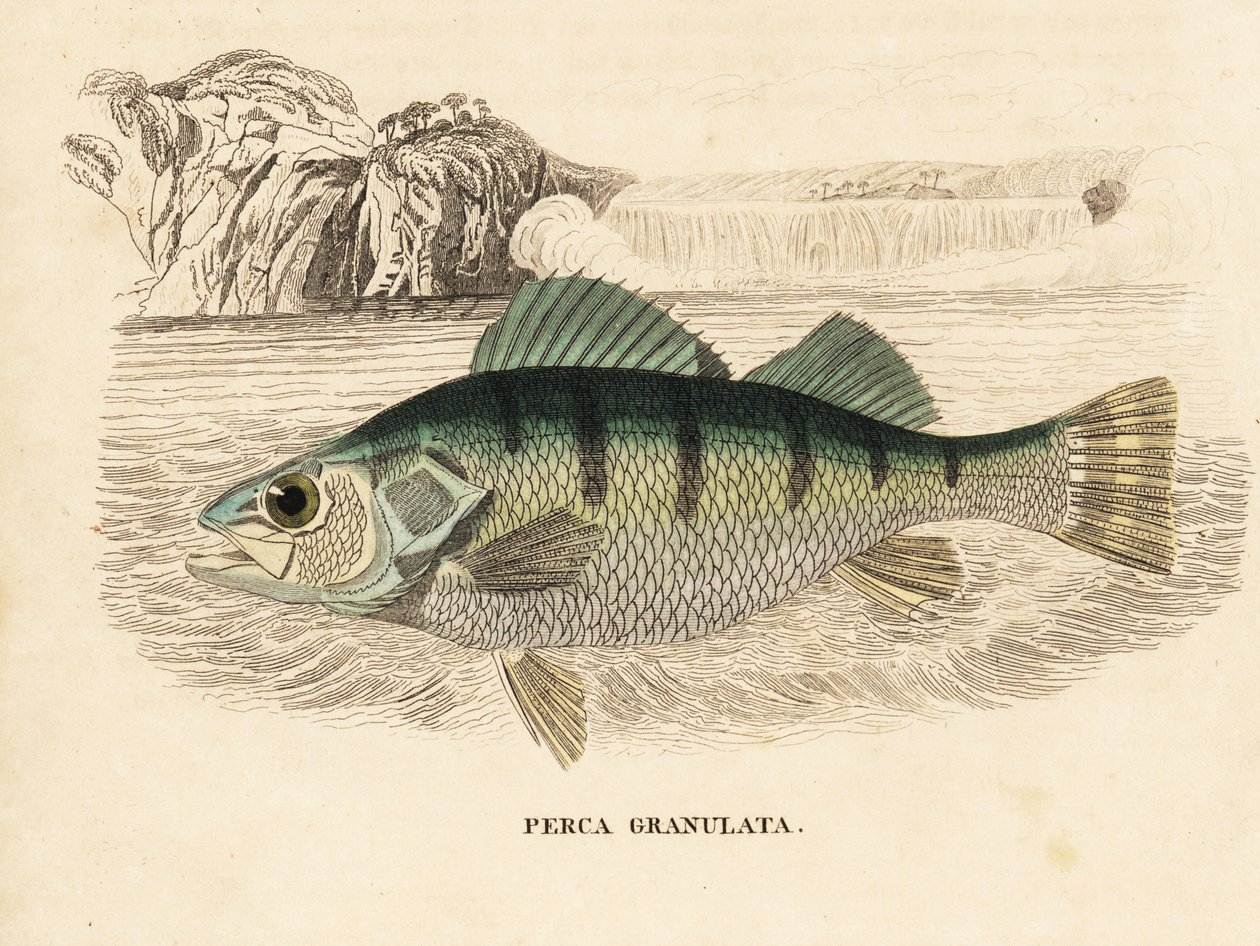Gul abborre, Perca flavescens (granulerad abborre, Perca granulata). Handkolorerad stålgravyr från Georg Friedrich Treitschkes naturhistoriska galleri, Naturhistorischer Bildersaal des Thierreiches, Liepzig-1842. av Unbekannter Künstler