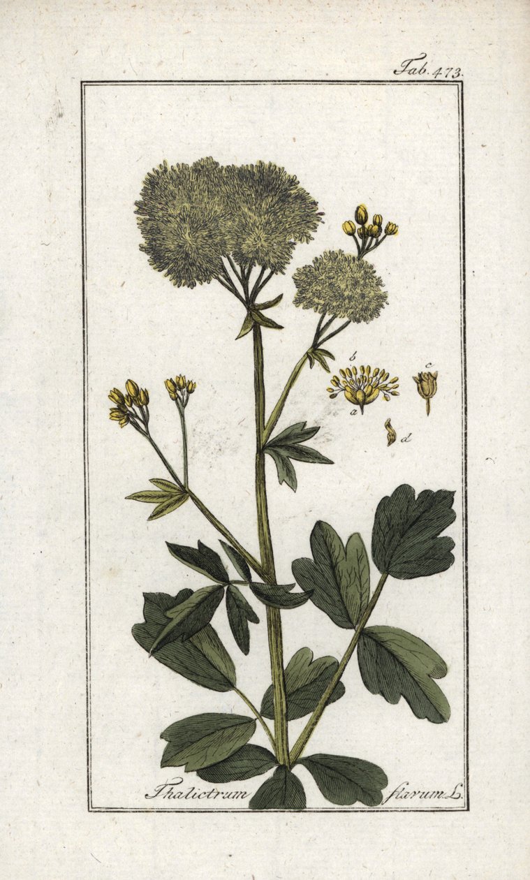 Gul svinmålla (Thalictrum flavum). Litografi från "Afbeelding der Artseny-Gewassen" av Johannes Zorn (1739-1799), Nederländerna av Unbekannter Künstler