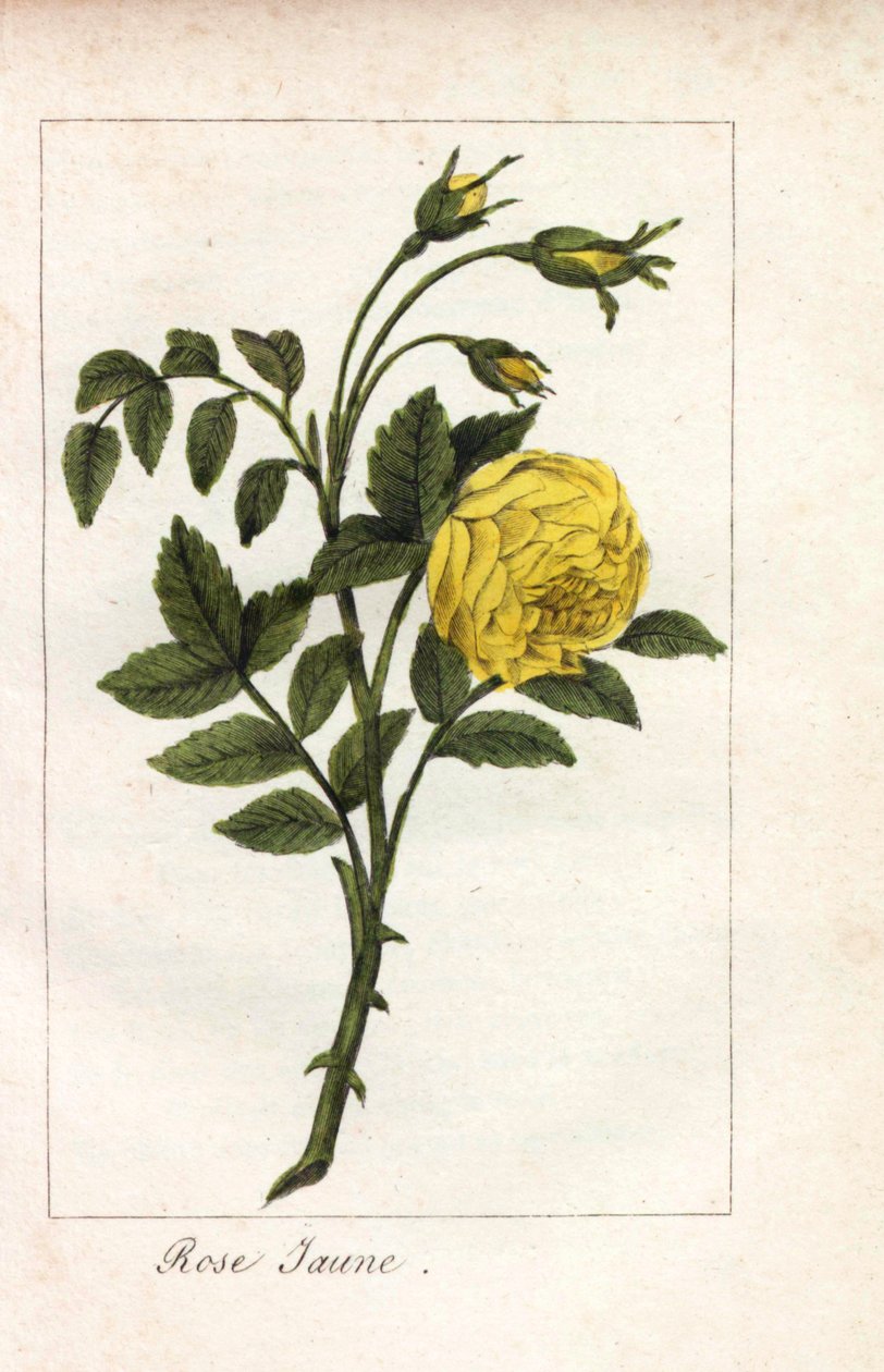 Gulrosa, gulrosa, Rosa lutea. Handkolorerat kopparstick av en illustration av Miss Prudhomme från "Hommage rendu a la Rose", Paris, cirka 1815. En presentbok med rosens historia och ett dussin botaniska miniatyrer. av Unbekannter Künstler