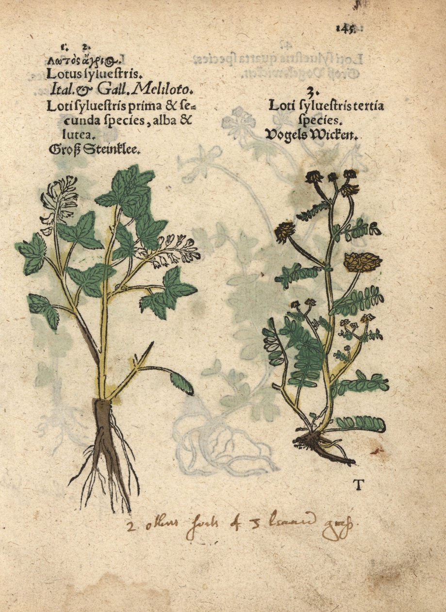 Gul sötklöver, Melilotus officinalis. Handkolorerat träsnitt av en botanisk illustration från Adam Lonicers Krauterbuch, or Herbal, Frankfurt av Unbekannter Künstler