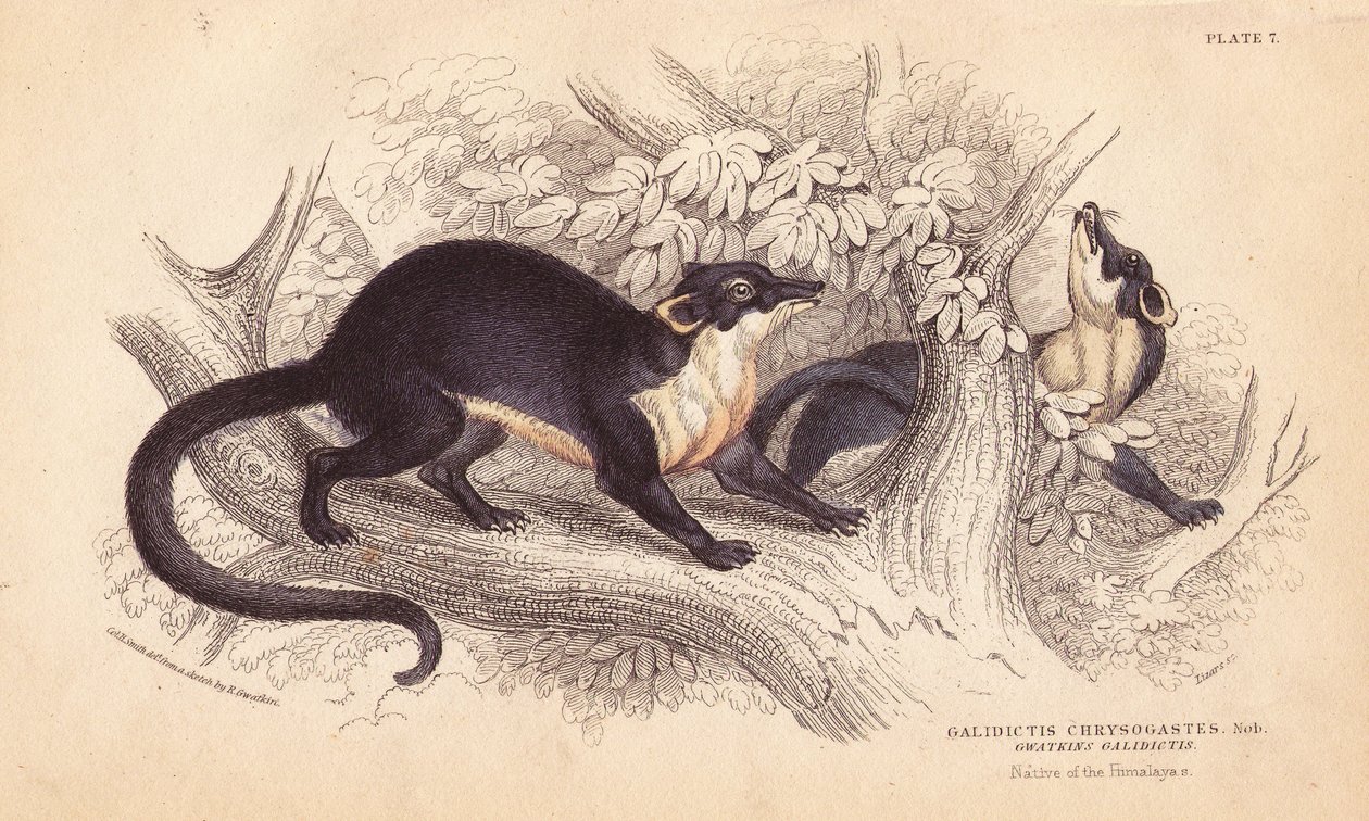 Gulstrupig mård, Martes flavigula (Galidictis chrysogastes). Handkolorerat stålgravyr av Lizars efter en illustration av Charles Hamilton Smith från en skiss av R. G. Watkin från William Jardine