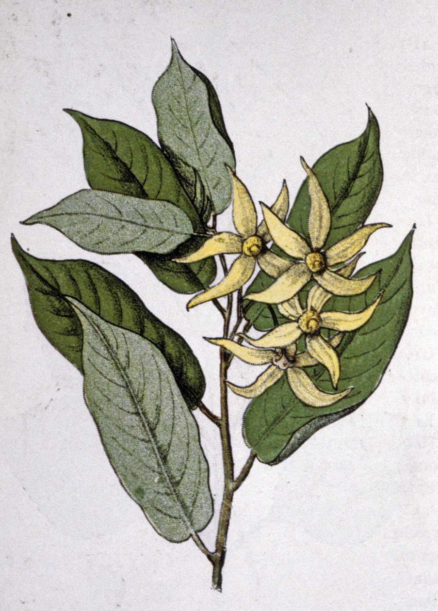 Ylang Ylang, tidigt 1900-tal (gravyr) av Unbekannter Künstler