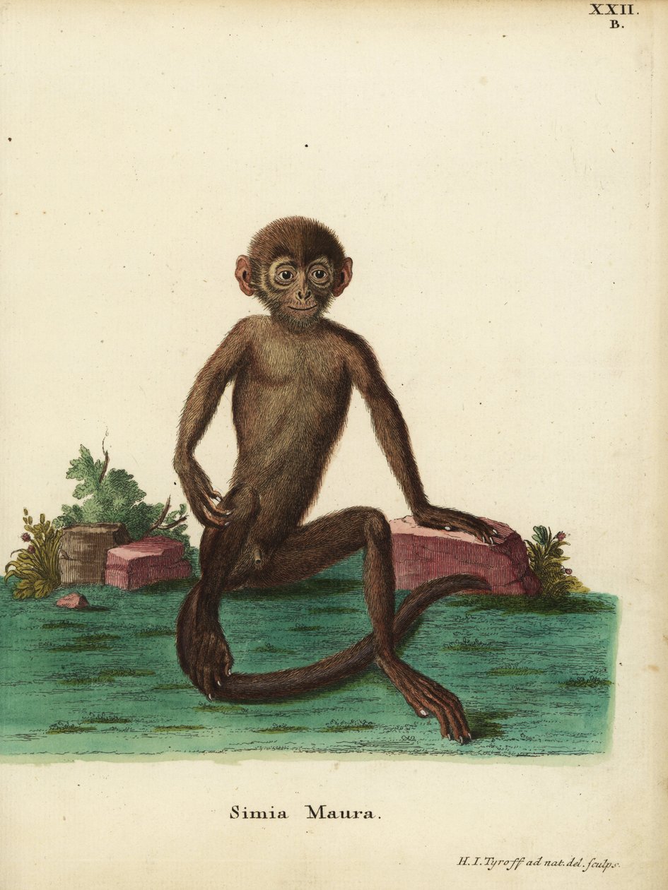 Ung bandlangur, Presbytis femoralis. Simia maura. Handkolorerat kopparstick tecknat och graverat efter naturen av Hermann Jakob Tyroff från Johann Christian Daniel Schrebers Animal Illustrations after Nature, eller Schrebers Fantastic Animals, Er av Unbekannter Künstler