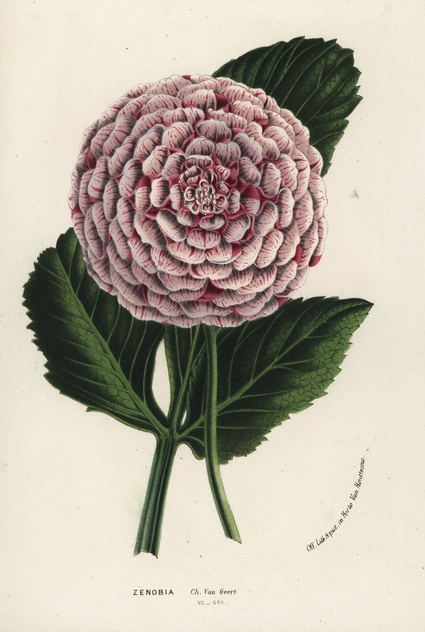 Dahliahybrid av typen Zenobia, Dahlia coccinea. Handkolorerad litografi från Louis van Houtte och Charles Lemaires Flowers of the Gardens and Hothouses of Europe, Flore des Serres et des Jardins de l