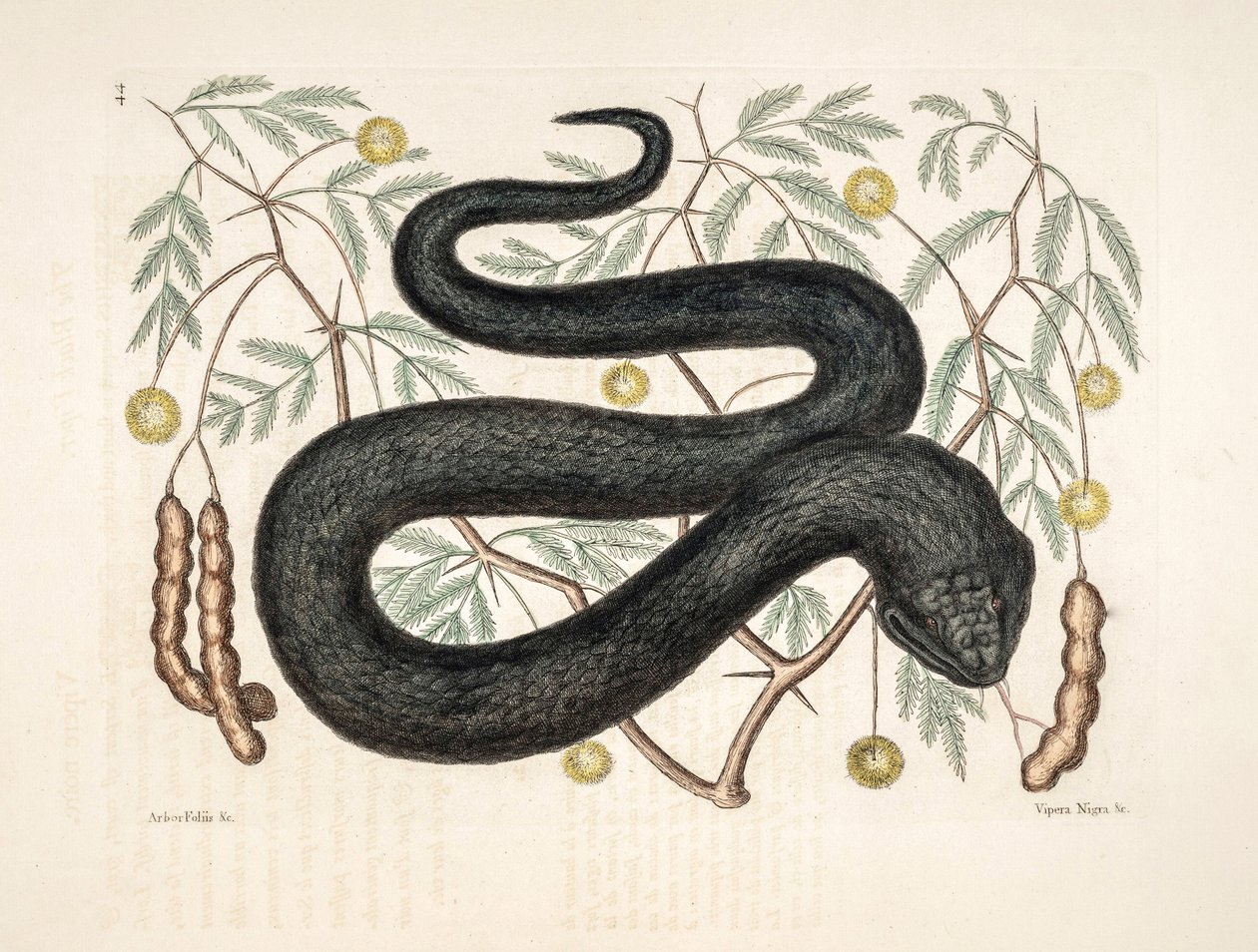 Zoo Illustration/Vipera nigra/Black Viper av Unbekannter Künstler