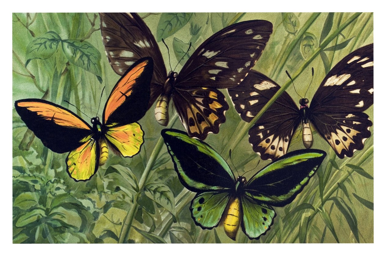 Zoologiskt diagram: Fjäril Cresus (Ornithoptera croesus), hane och hona av Unbekannter Künstler