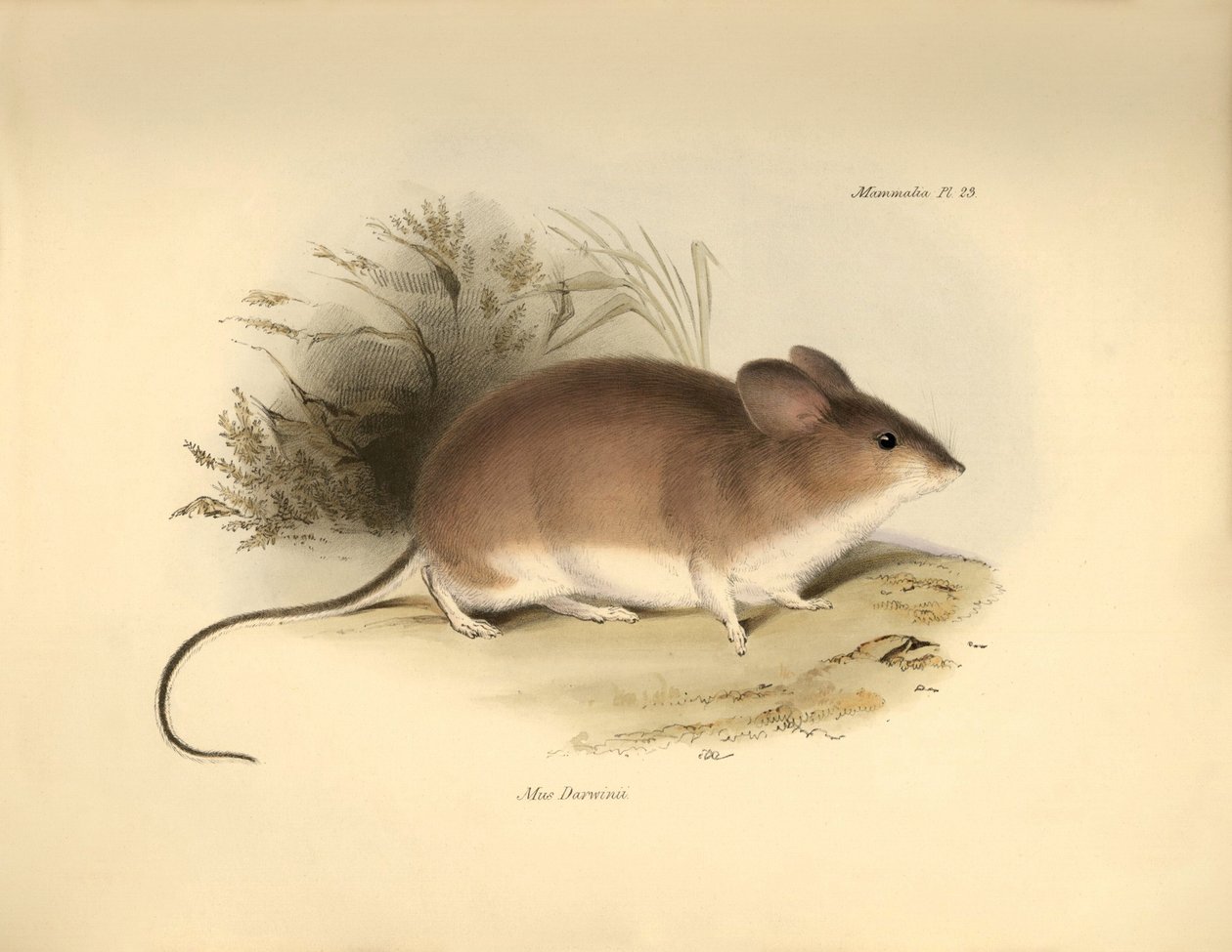 Zoologi: Darwins "Mud Darwinii" eller mus som beskrevs av Charles Darwin under hans upptäcktsresa ombord på Beagle. Plansch från "The Zoology of the voyage of H.M.S. Beagle under the command of Captain Fitzroy during the years 1832 to 1836 edited and sup av Unbekannter Künstler