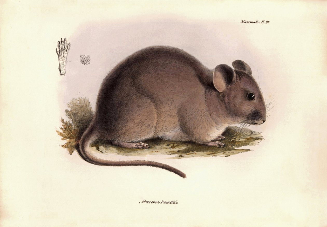 Zoologi: "Abrocoma Bennettii" eller chinchilla Bennett beskrevs av Charles Darwin under hans upptäcktsresa ombord på Beagle. Plansch från "The Zoology of the voyage of H.M.S. Beagle under befäl av kapten Fitzroy under åren 1832 till 1836 av Unbekannter Künstler