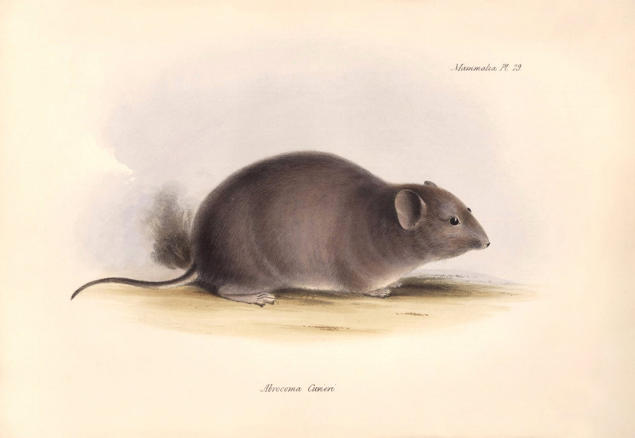 Zoologi: "Arocoma Cuvieri" eller Abocoma de Cuvier beskrevs av Charles Darwin under hans upptäcktsresa ombord på Beagle. Plansch från "The Zoology of the voyage of H.M.S. Beagle under befäl av kapten Fitzroy under åren 1832 till 1836 edit av Unbekannter Künstler