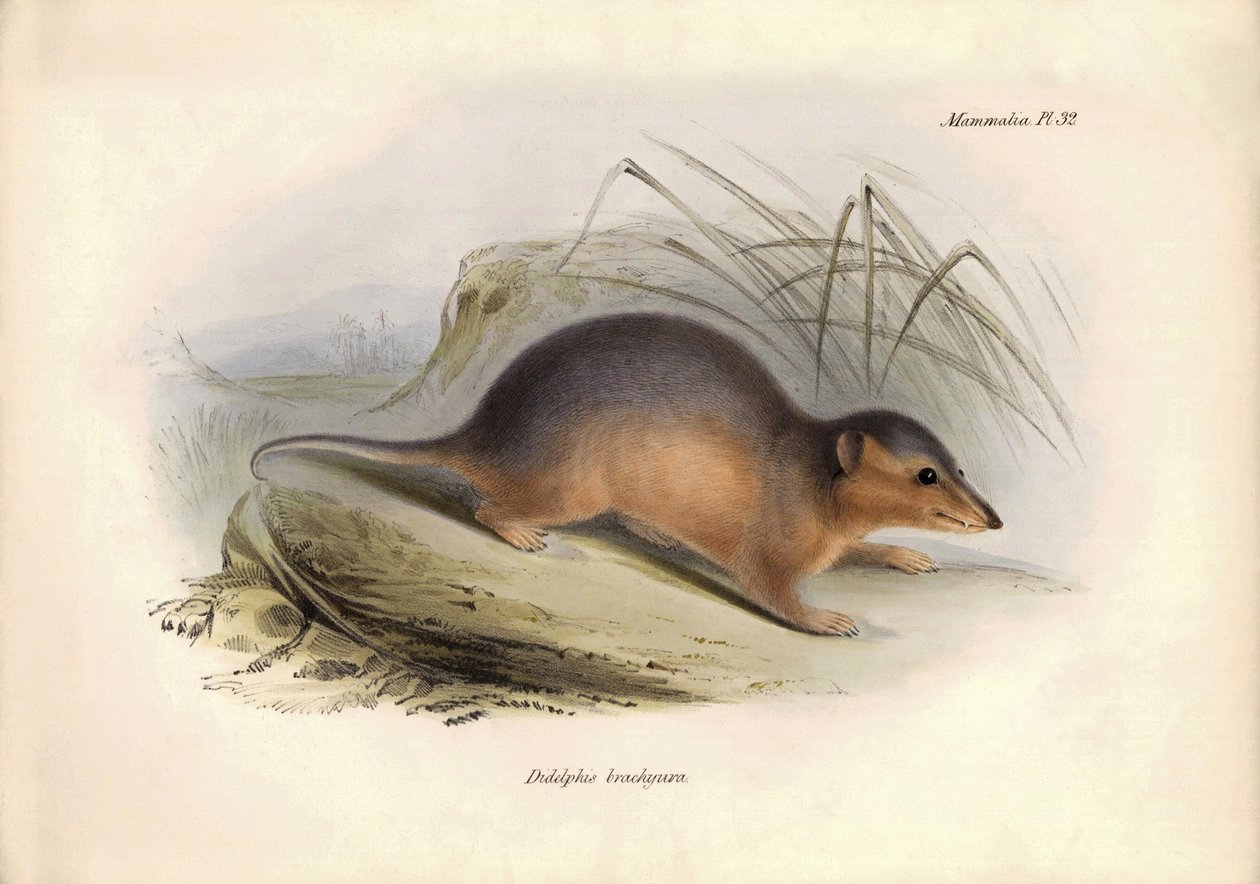Zoologi: "Didelphis brachiura" av familjen opossum som beskrevs av Charles Darwin under hans upptäcktsresa ombord på Beagle. Plansch från "The Zoology of the voyage of H.M.S. Beagle under befäl av kapten Fitzroy under åren 1832 till 1836 av Unbekannter Künstler