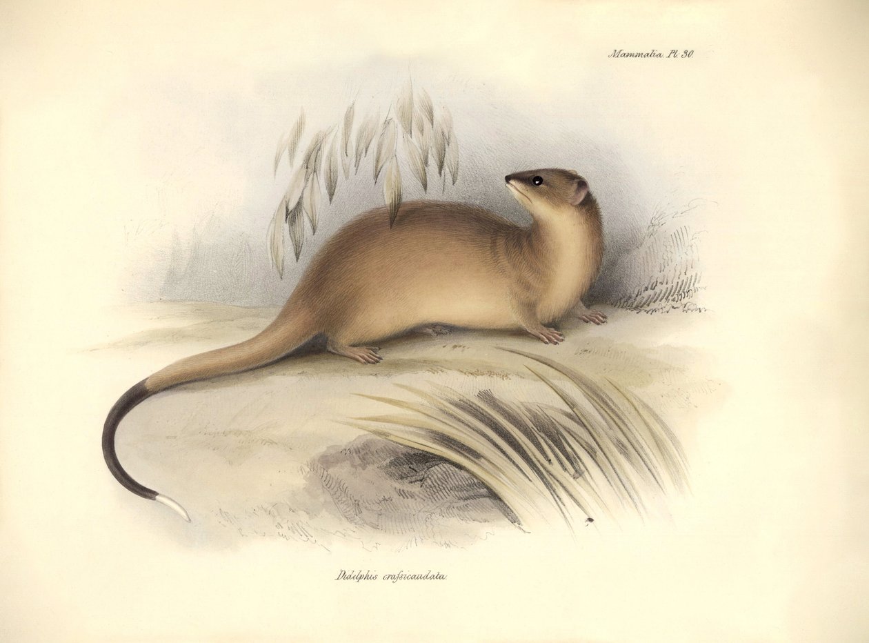 Zoologi: "Didelphis crassicaudata" av familjen opossum som beskrevs av Charles Darwin under hans upptäcktsresa ombord på Beagle. Plansch från "The Zoology of the voyage of H.M.S. Beagle under befäl av kapten Fitzroy under åren 1832 till av Unbekannter Künstler