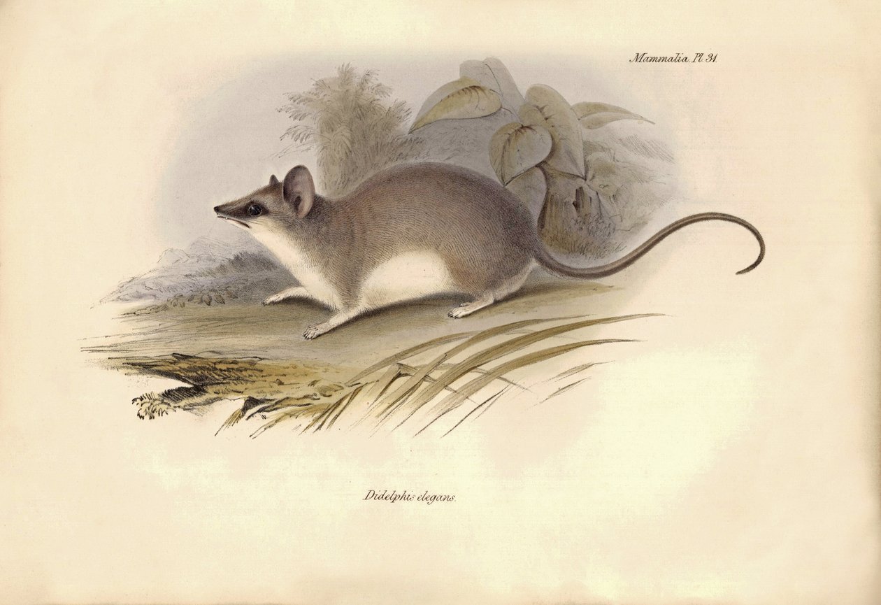 Zoologi: "Didelphis elegans" av familjen pungråttor beskrevs av Charles Darwin under hans upptäcktsresa ombord på Beagle. Plansch från "The Zoology of the voyage of H.M.S. Beagle under befäl av kapten Fitzroy under åren 1832 till 1836 av Unbekannter Künstler
