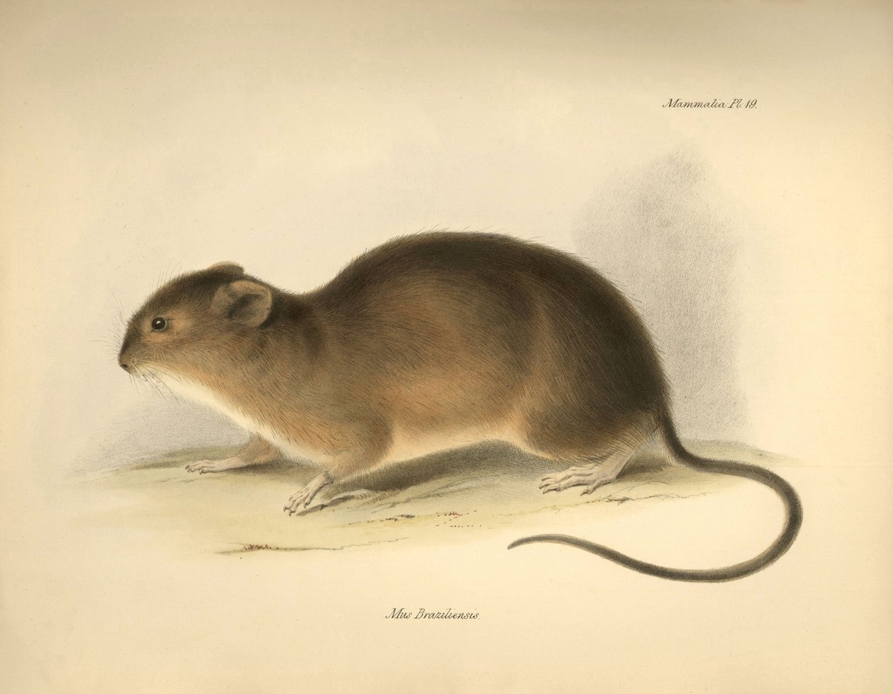 Zoologi: "Mus braziliensis" eller musen från Brasilien som beskrevs av Charles Darwin under hans upptäcktsresa ombord på Beagle. Plansch från "The Zoology of the voyage of H.M.S. Beagle under befäl av kapten Fitzroy under åren 1832 till 1836 edi av Unbekannter Künstler